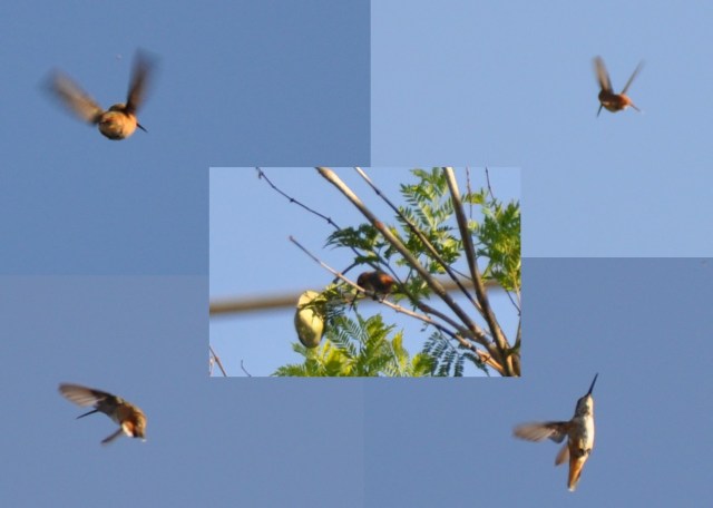 Humming Bird Collage 2