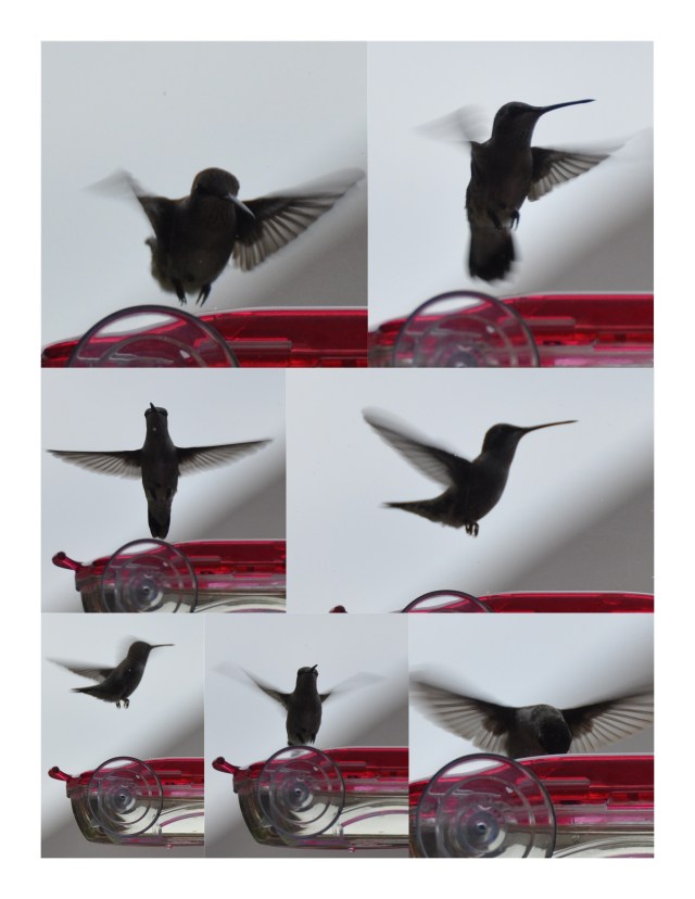 Collage Hummer 2